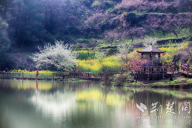 13沼山古村桃鄉景區桃花.jpg.jpg